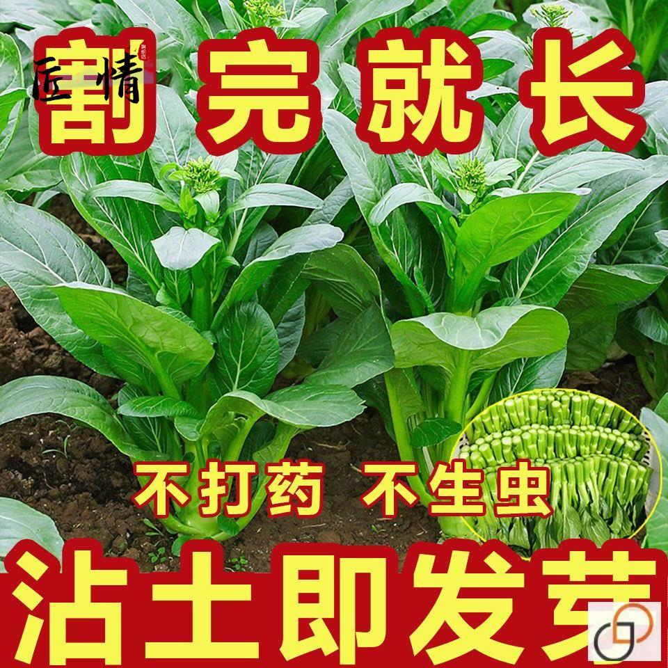 【割完又长】四季菜心种子盆栽四九甜菜心种子耐热青菜籽蔬菜种子