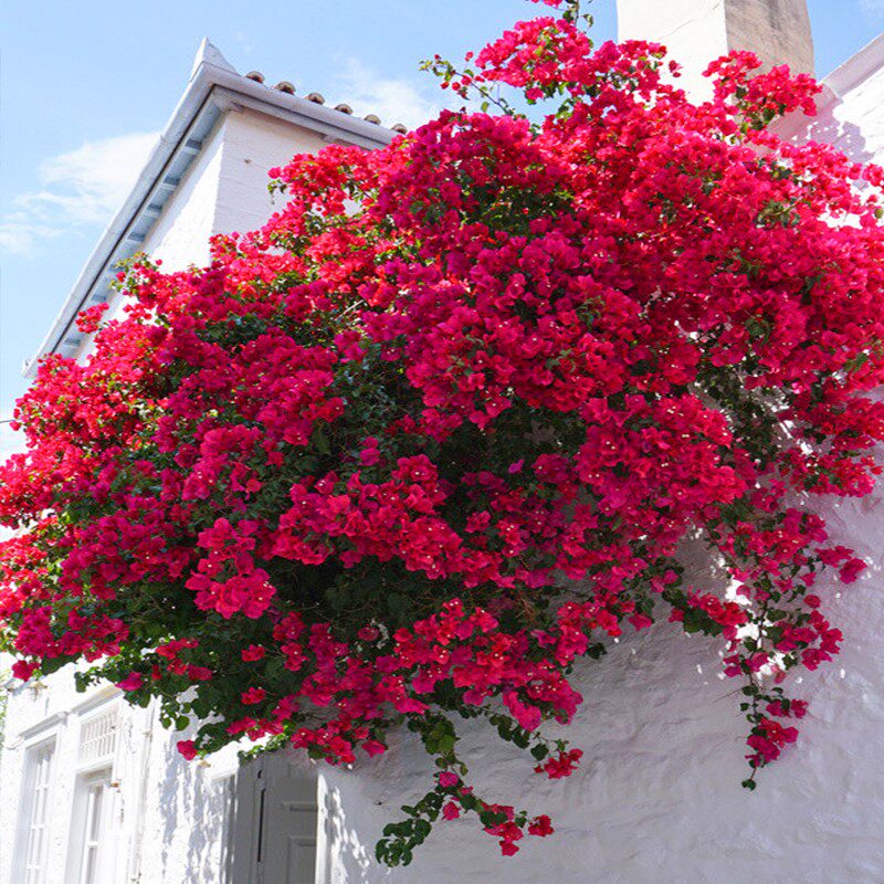 巴西三角梅爬藤植物带花卉盆栽安格斯重瓣老桩室内外庭院四季开花