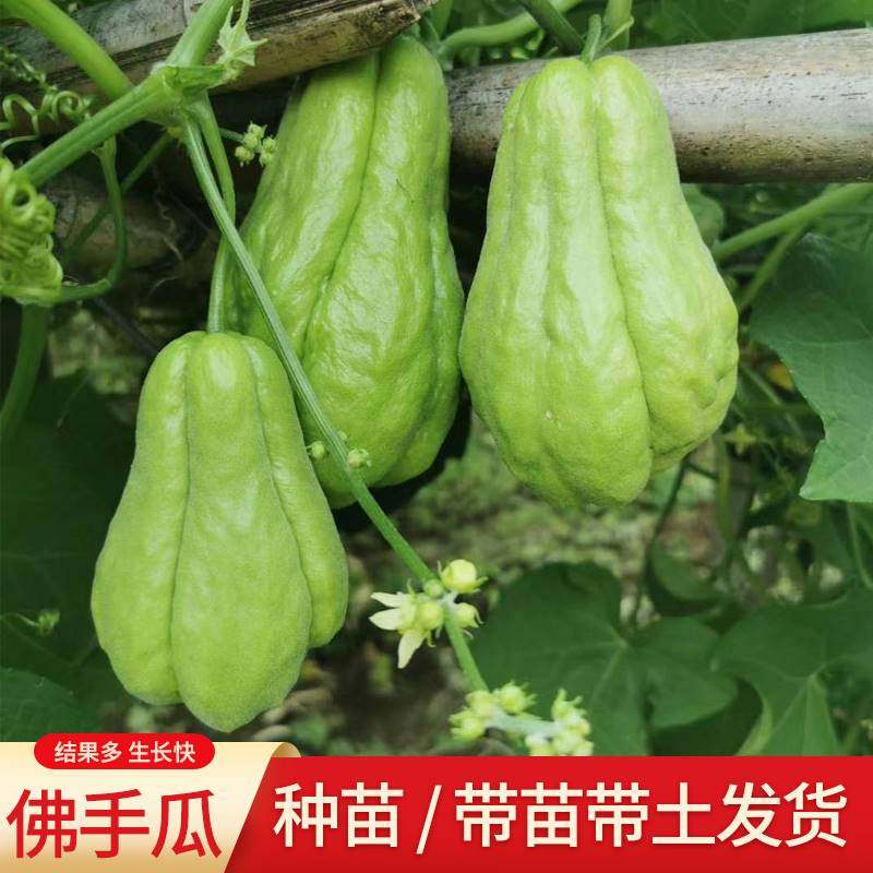 佛手瓜苗秧苗佛手瓜种瓜苗蔬菜种籽蔬菜苗扶手瓜幼苗秧种瓜苗四季
