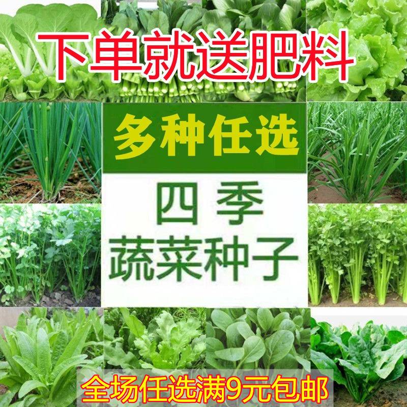 四季播种蔬菜种子青菜香菜白菜生菜番茄小葱黄瓜种子阳台盆栽菜籽