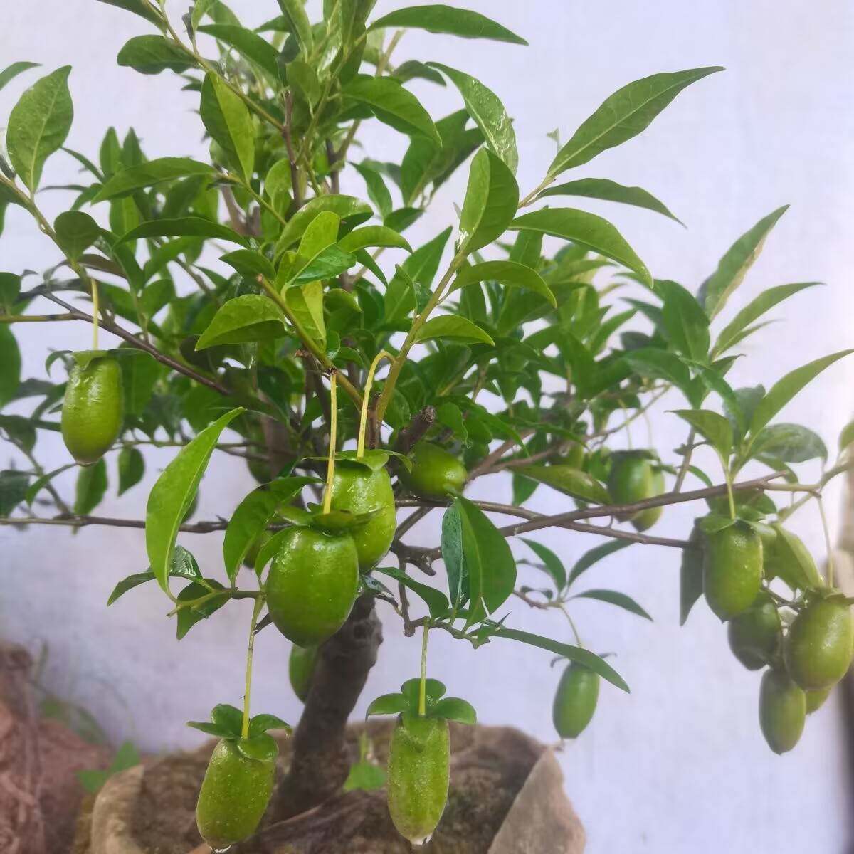 金弹子树苗四川盆景金弹子母苗可挂果带造型绿植花卉四季开花结果