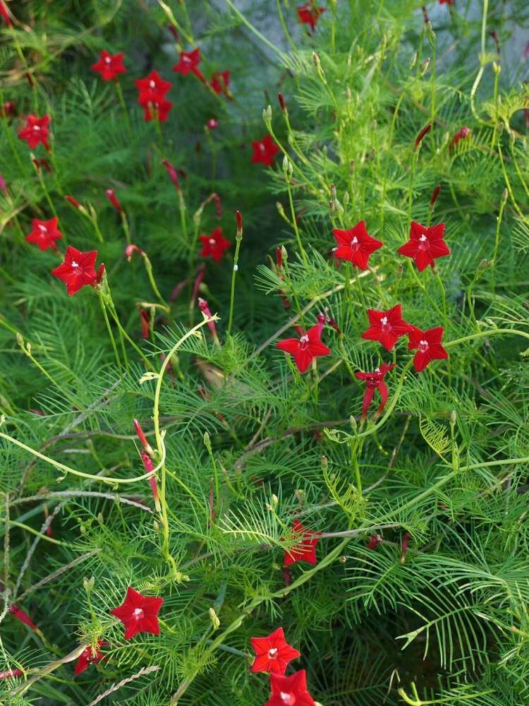 羽叶茑萝花卉种子四季易种庭院爬藤攀援盆栽五角星花混色莺萝