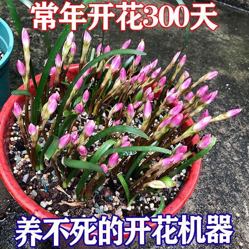 清香型四季开花重瓣风雨兰种球庭院阳台盆栽花卉植物好养易活韭. 鲜花速递/花卉仿真/绿植园艺 红掌/凤梨/温室花卉 原图主图