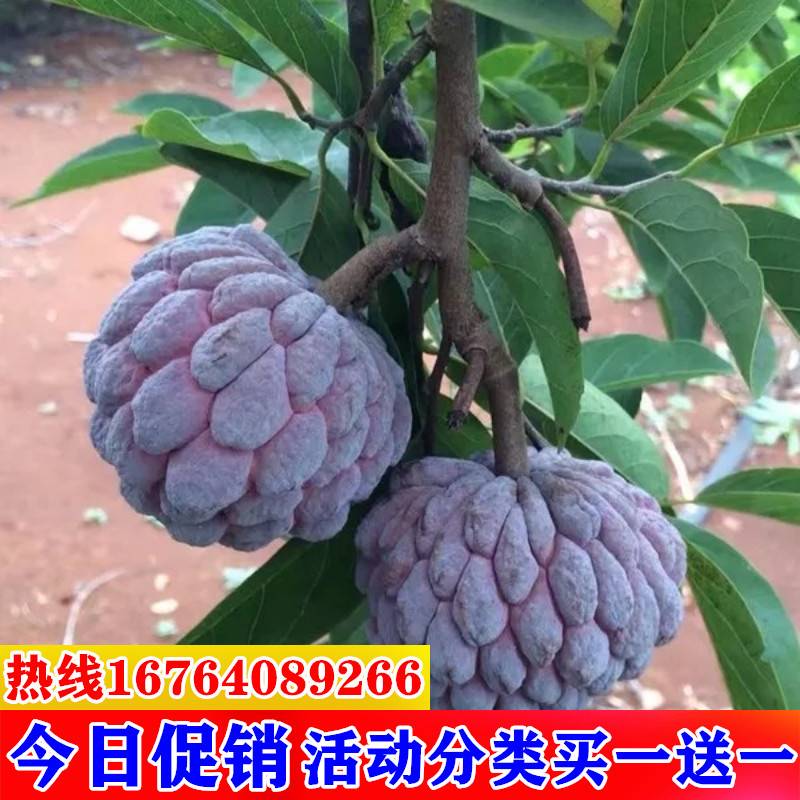 释迦果苗嫁接台湾凤梨释迦ap释迦番荔枝佛陀果苗南方种植释迦树苗