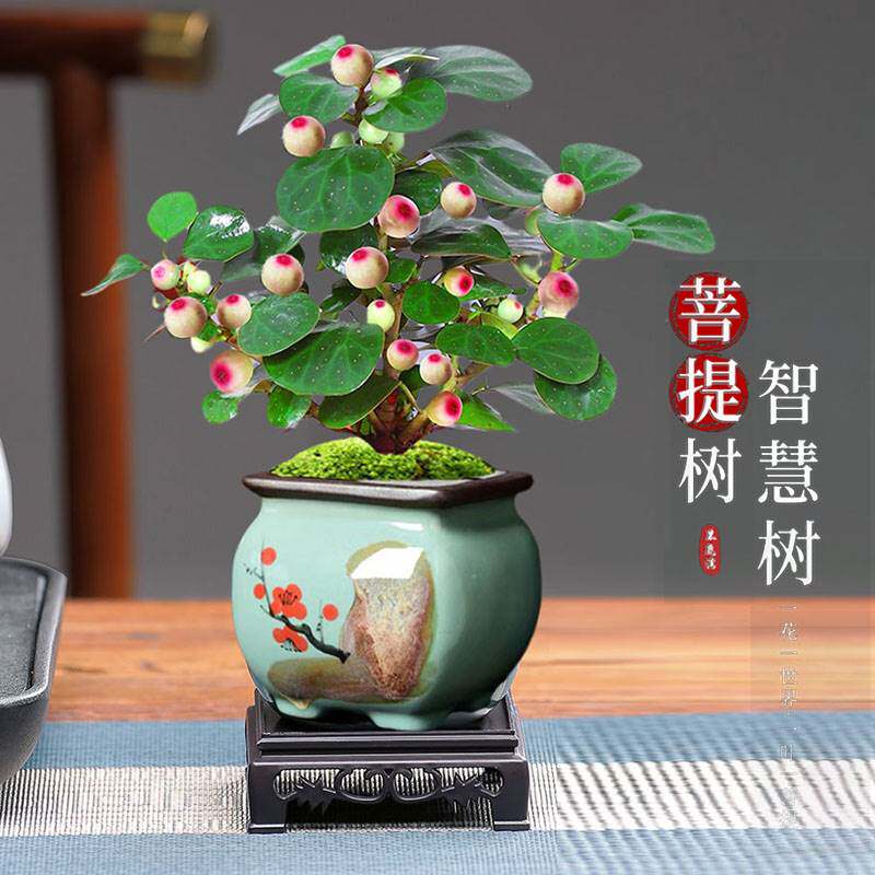 老桩小盼菩提树盆栽植物室内禅意盆景带果办公室桌面净化空气绿植