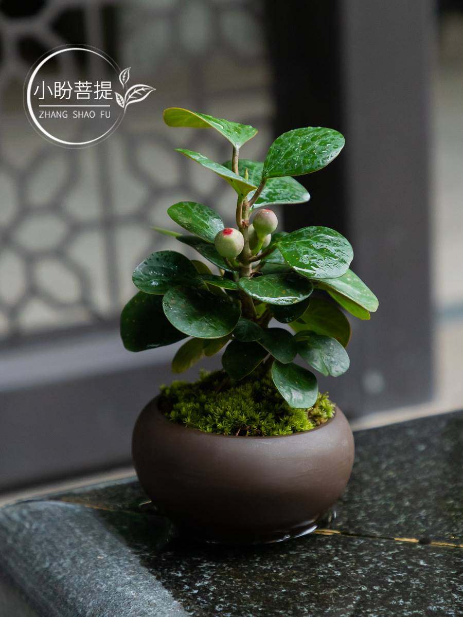 禅意小盼菩提树盆景盆栽好养室内书房办公室内绿植新中式茶桌盆栽