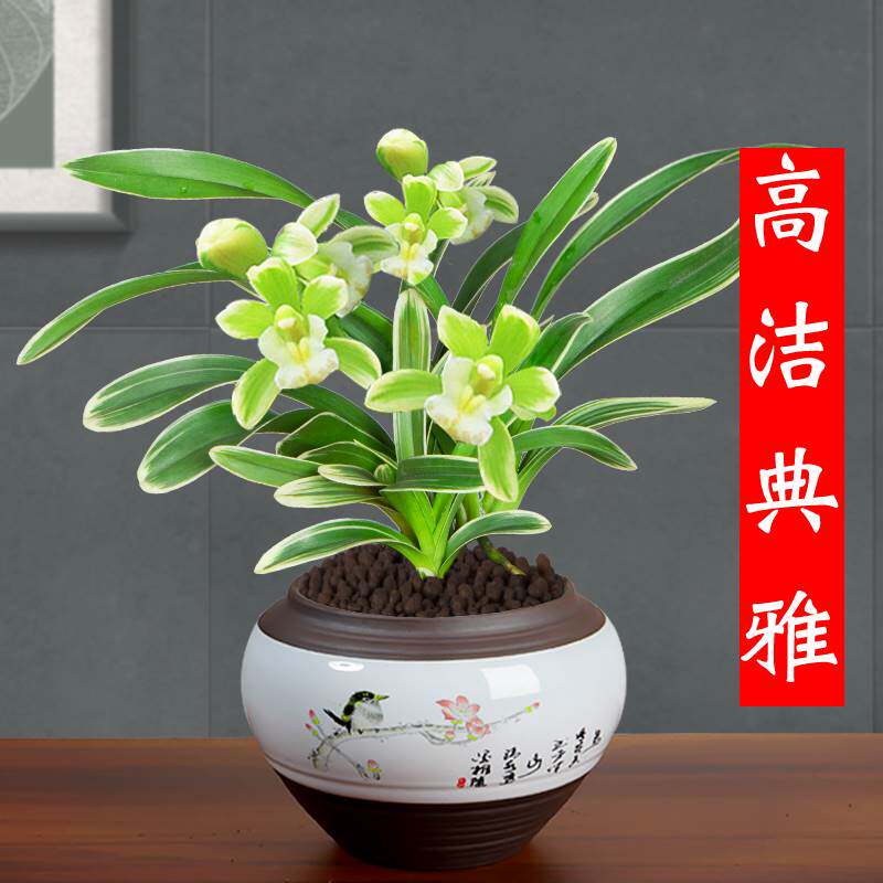 大金边兰花 玉芙蓉 矮种兰花 室内盆栽花卉绿植