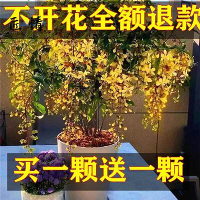 【买一送一】珍稀品种垂丝茉莉垂吊室内绿植盆栽四季开花浓香型