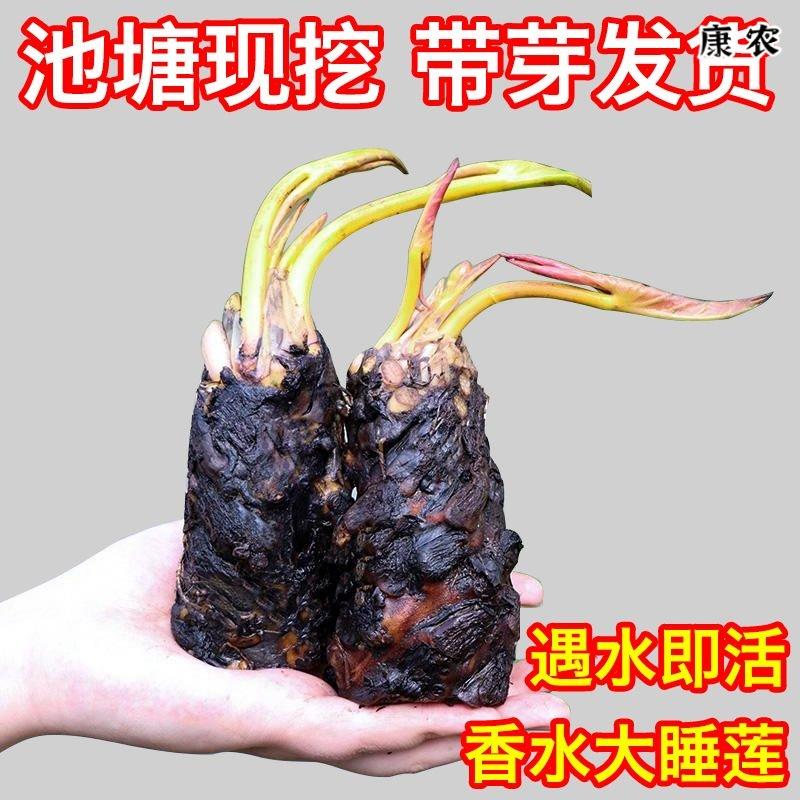 睡莲水培植物大小型水养睡莲根块苗荷花迷你四季花苗水草泥土盆栽