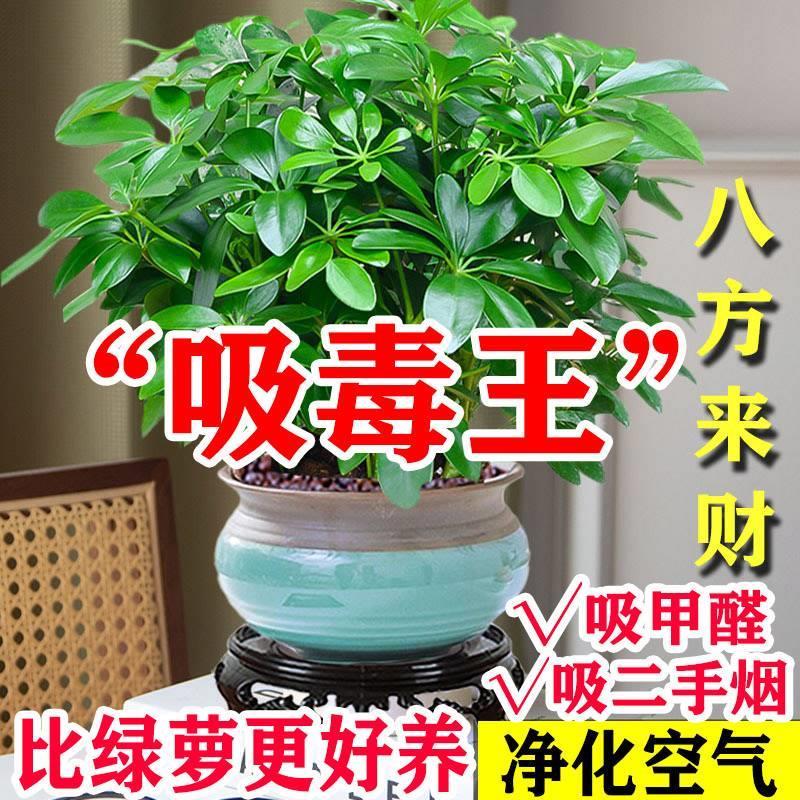 八方来财鸭脚木盆栽花卉客厅室内花水培绿植物好养四季常青发财树