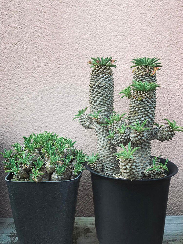 沙漠玫瑰 铁甲麒麟群生一物一拍  峨眉山大戟科块根多肉植物盆栽