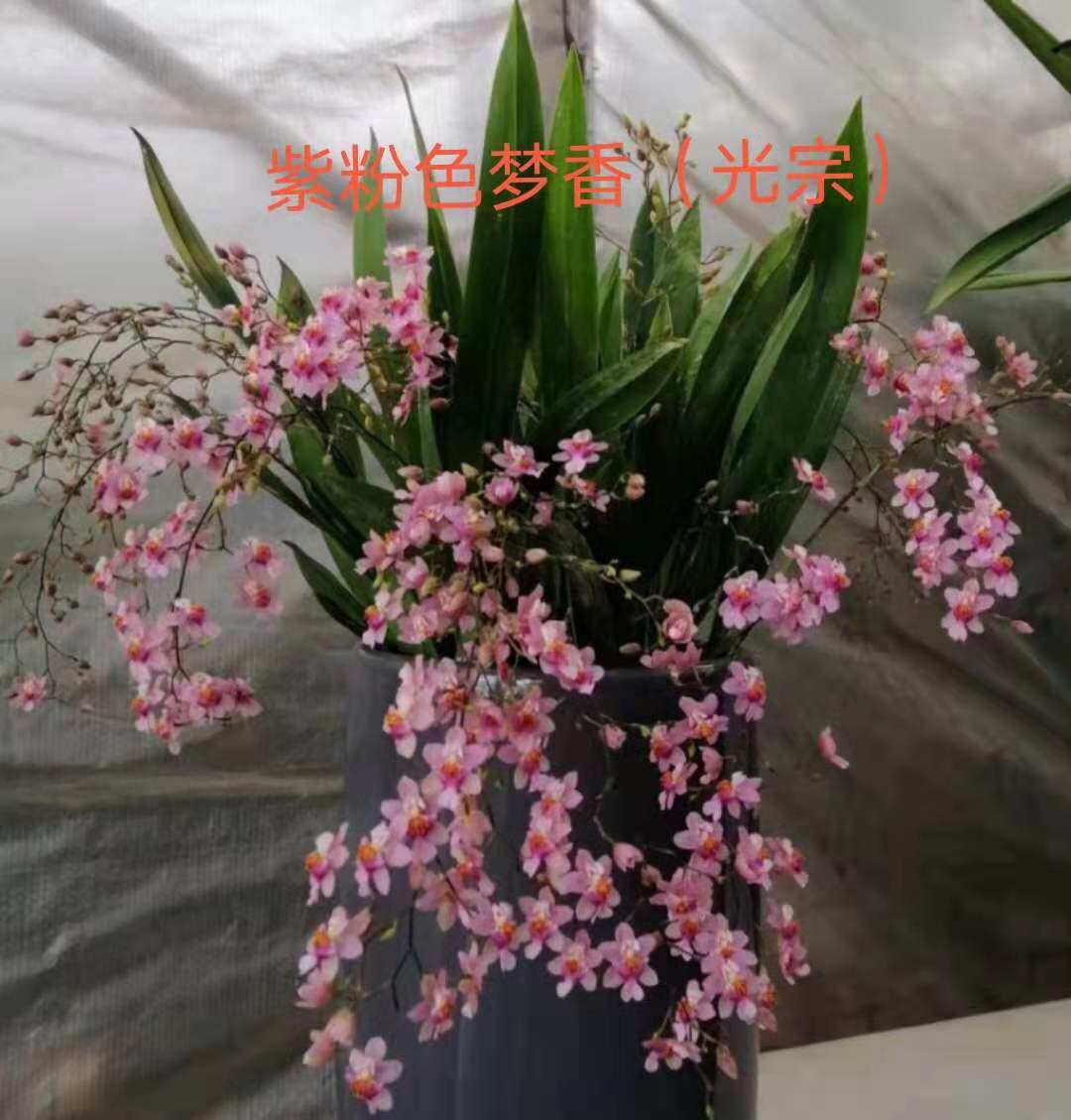 梦香兰,奶油甜香浓香迷你文心兰~深/紫粉梦香~光宗~带花箭