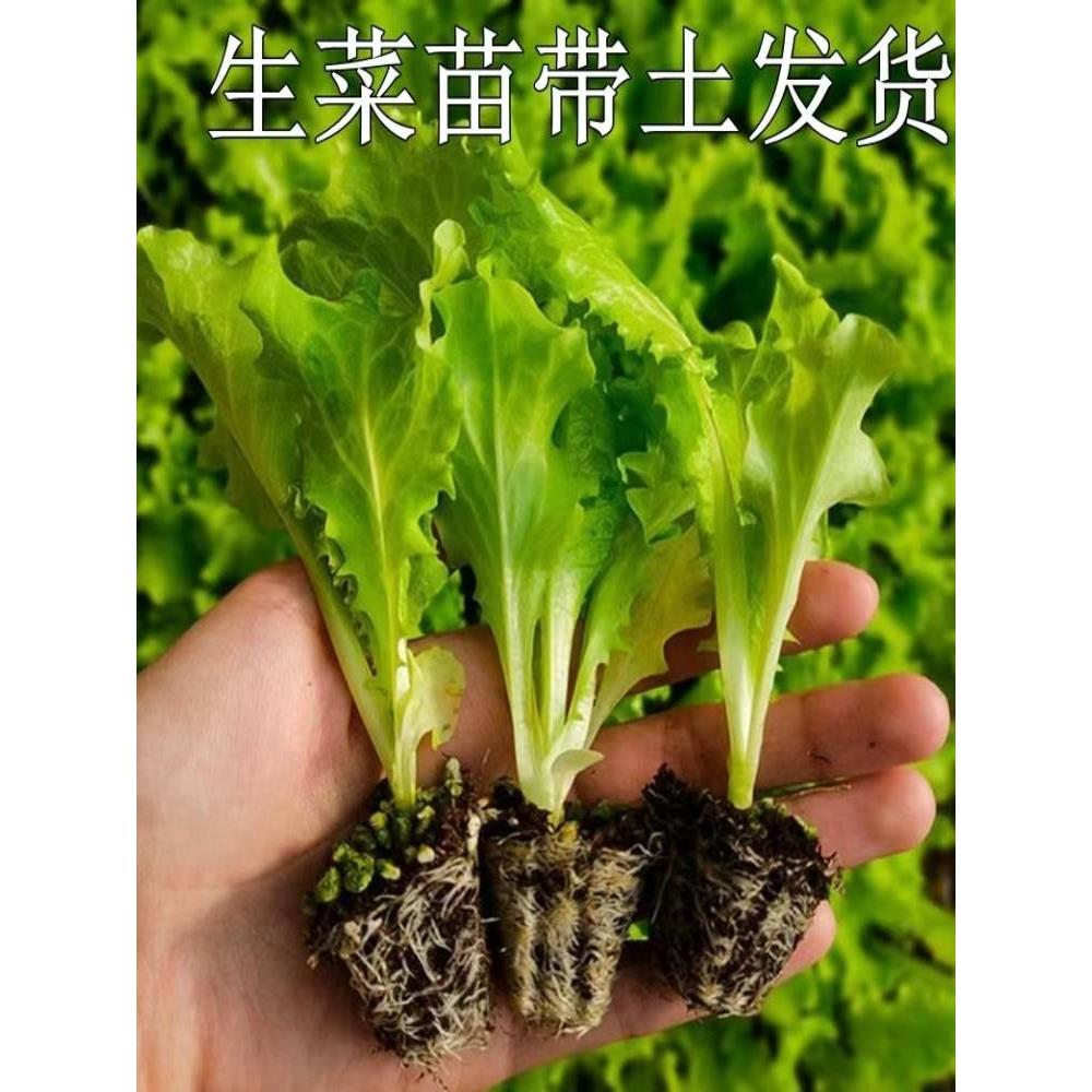 大速直立奶油生菜苗秧苗种子阳台无土栽培水培室内盆栽蔬菜苗