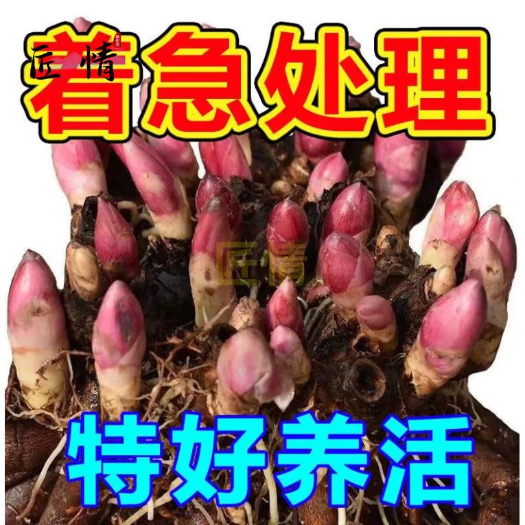 芍药花苗重瓣带芽大根块四季开花多年生阳台庭院浓香观花盆栽耐寒