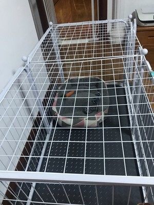 狗狗围栏防越狱网围栏顶盖子拼接笼隔离栅栏窗户狗笼宠物防逃网,宠物/宠物食品及用品,狗笼子,淘宝优惠券,粉丝福利购,淘宝优惠卷