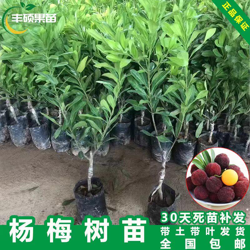 嫁接靖州东魁杨梅树台湾黑高峰黑炭杨梅庭院大树当年结果带土树苗