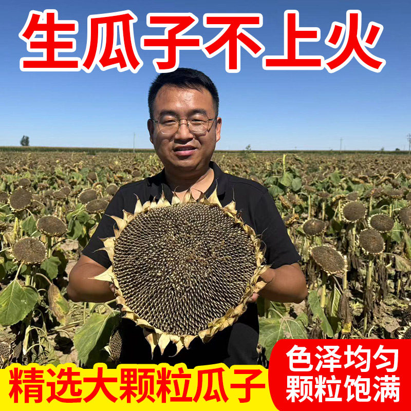 生瓜子葵花籽新货大颗粒原味生葵花子甘肃新鲜瓜子2/5斤散装包邮