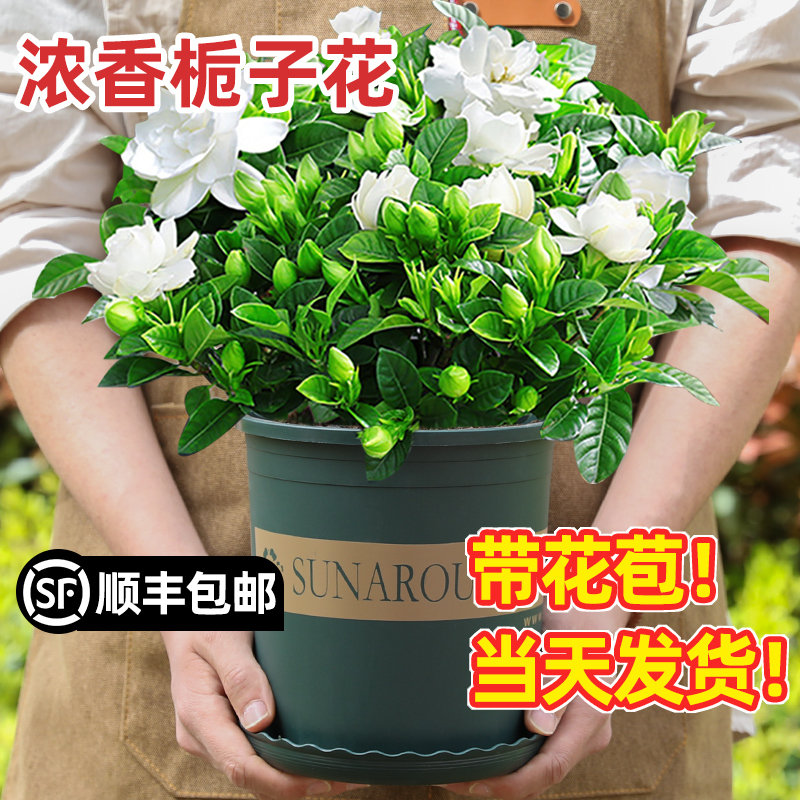 栀子花盆栽花卉水培植物室内四季开花绿植带花苞办公室小多肉好养