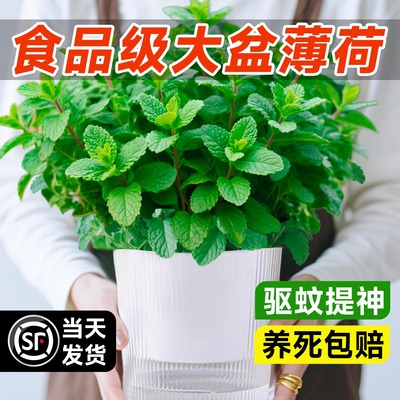 可食用大盆薄荷盆栽大苗室内绿植