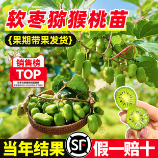 软枣猕猴桃果苗盆栽绿心奇异果公母同株南北方种植果树苗四季结果