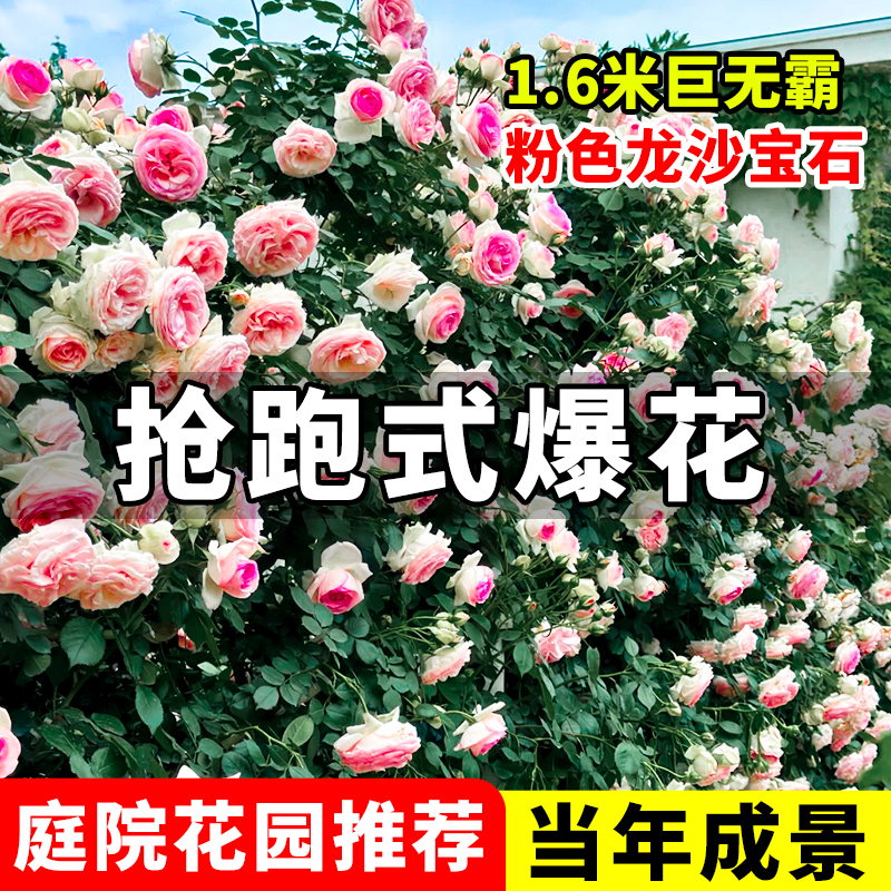 【特大苗】粉色龙沙宝石爬藤月季