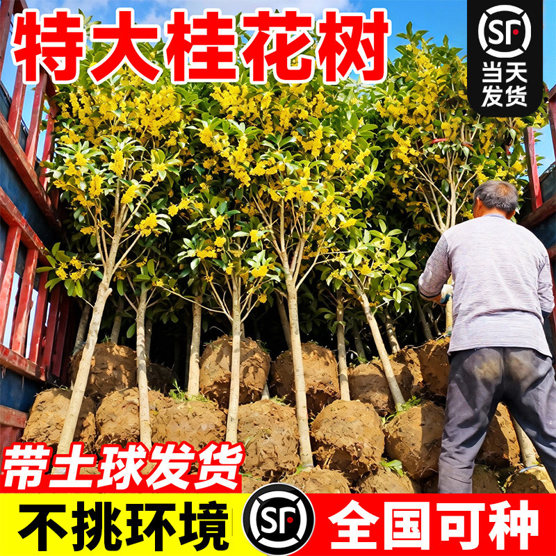 特大四季桂花树苗庭院地栽八月金桂盆栽正宗室外室内绿植可食花卉