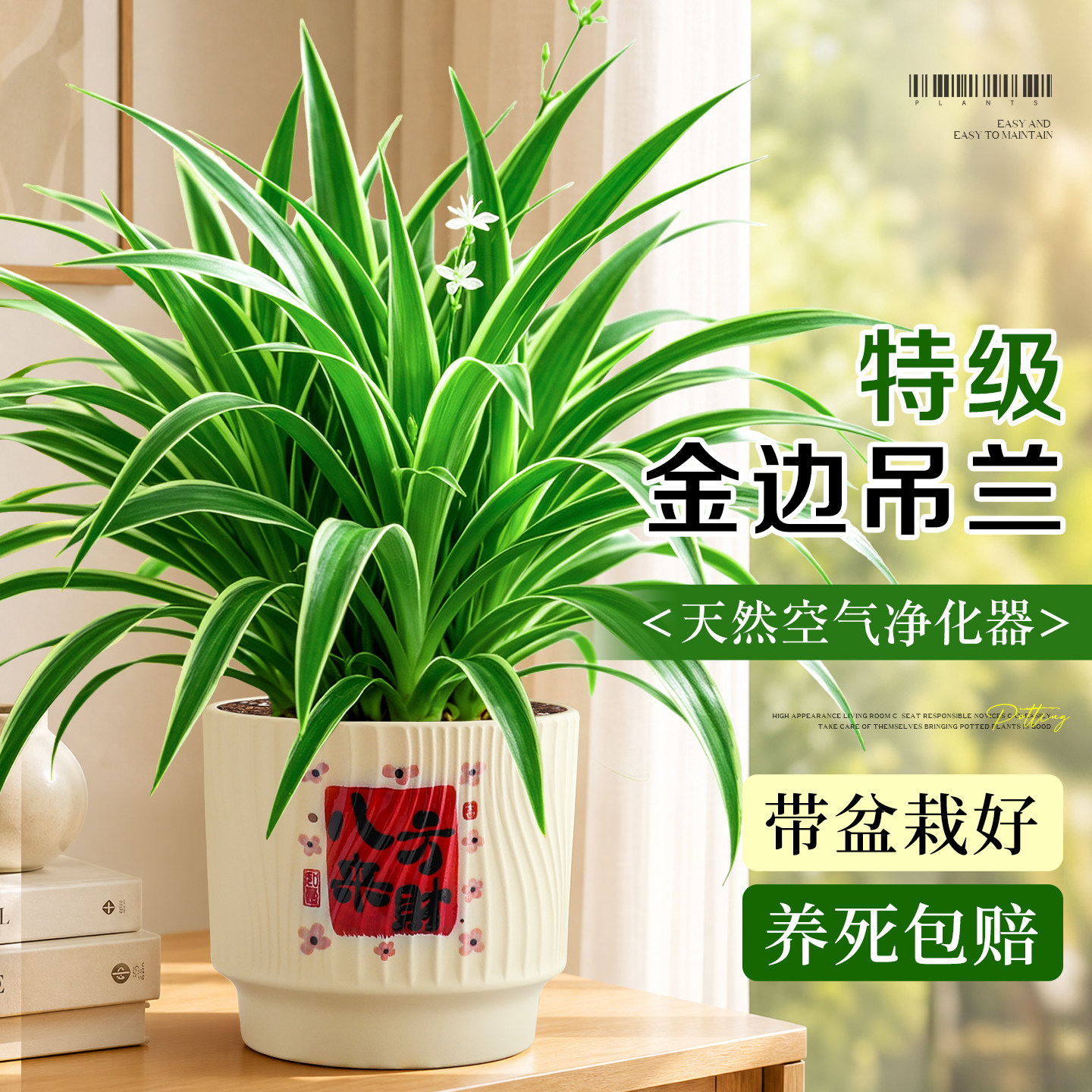 金边吊兰盆栽室内桌面绿植净化除醛花卉办公室垂吊耐阴好养活植物