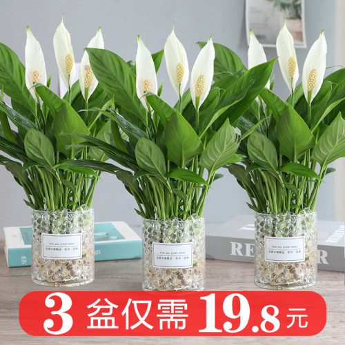 水养绿植盆栽水养多季开花白掌