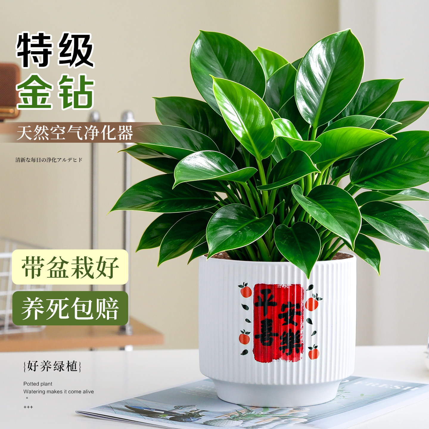【乔迁暖居盆栽】桌面旺运绿植物图片