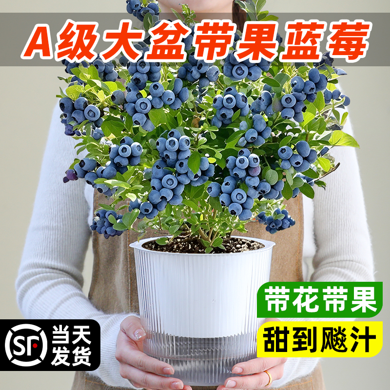 蓝莓盆栽树果苗带果发货收到即吃