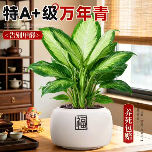 【热销10W+】大盆万年青净化空气