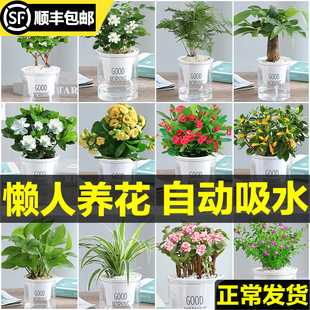 绿萝吊兰多肉发财树花卉盆栽植物办公室内小绿植去除甲醛水培好养