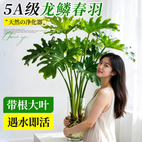 【带根大叶】水培春羽耐阴除醛