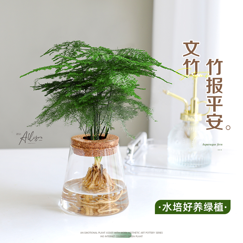 水培文竹桌面绿植办公室内创意盆栽花卉摆件植物好养易活净化空气