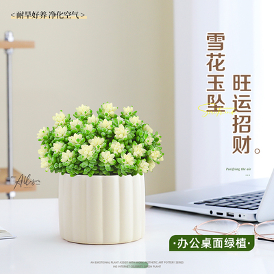 雪花玉坠多肉植物桌面招财绿植