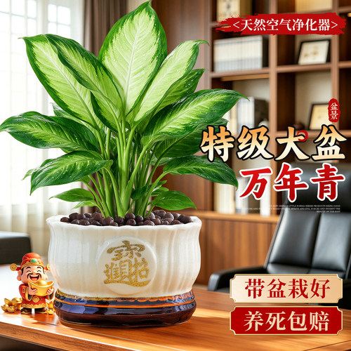 【净化除醛】大盆万年青耐阴好养