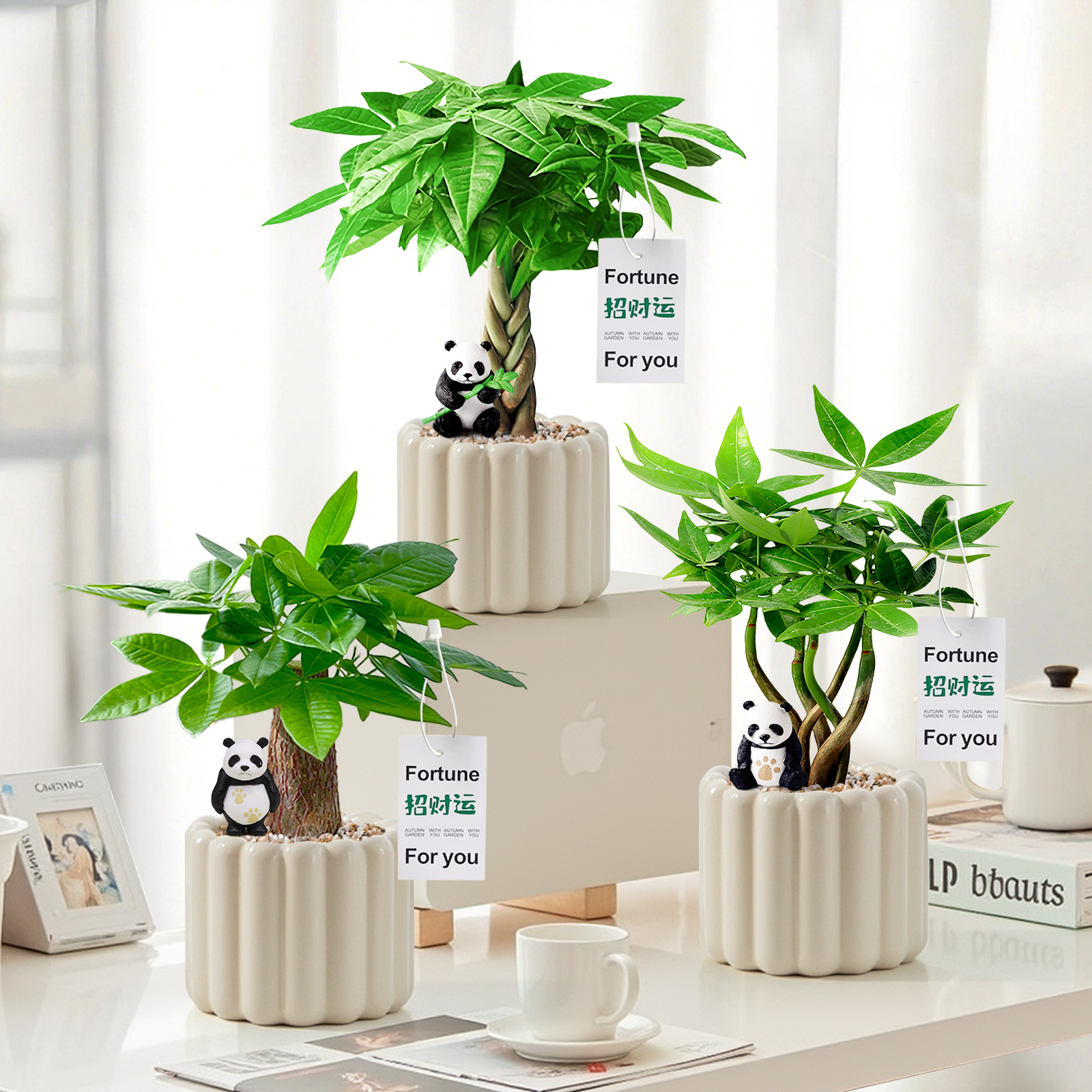 发财树小盆栽办公室桌面绿植好养