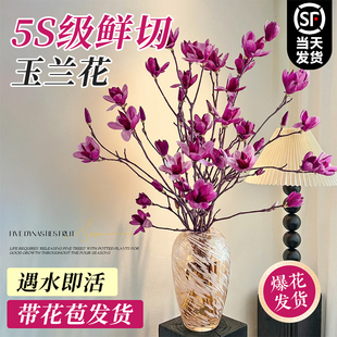 水培鲜切枝玉兰花带花苞室内桌面盆栽插花绿植物耐寒好养浓香花卉