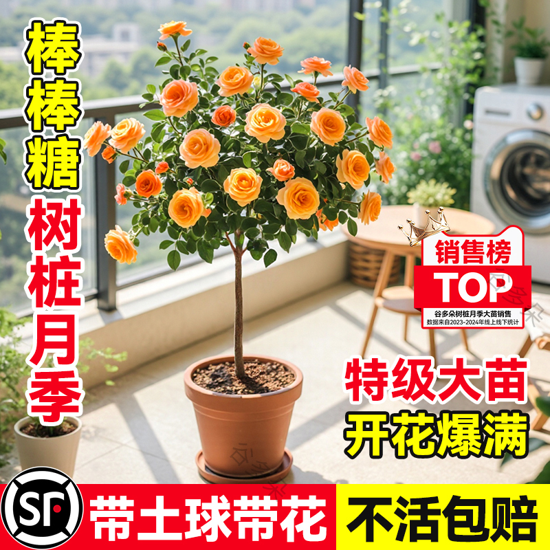 棒棒糖树桩月季植物盆栽果汁阳台庭院花卉玫瑰蔷薇花四季常青绿植