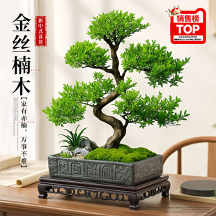 金丝楠木赤楠盆景客厅办公室内茶桌面老桩好养绿植物中式禅意盆栽