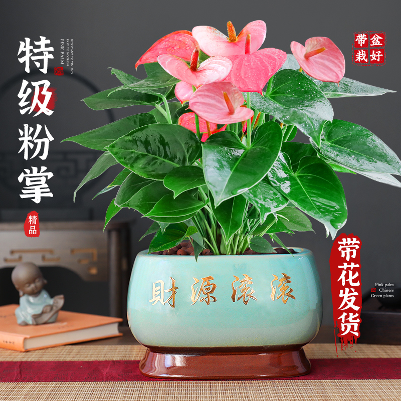 特级粉掌盆栽花卉室内绿植盆景