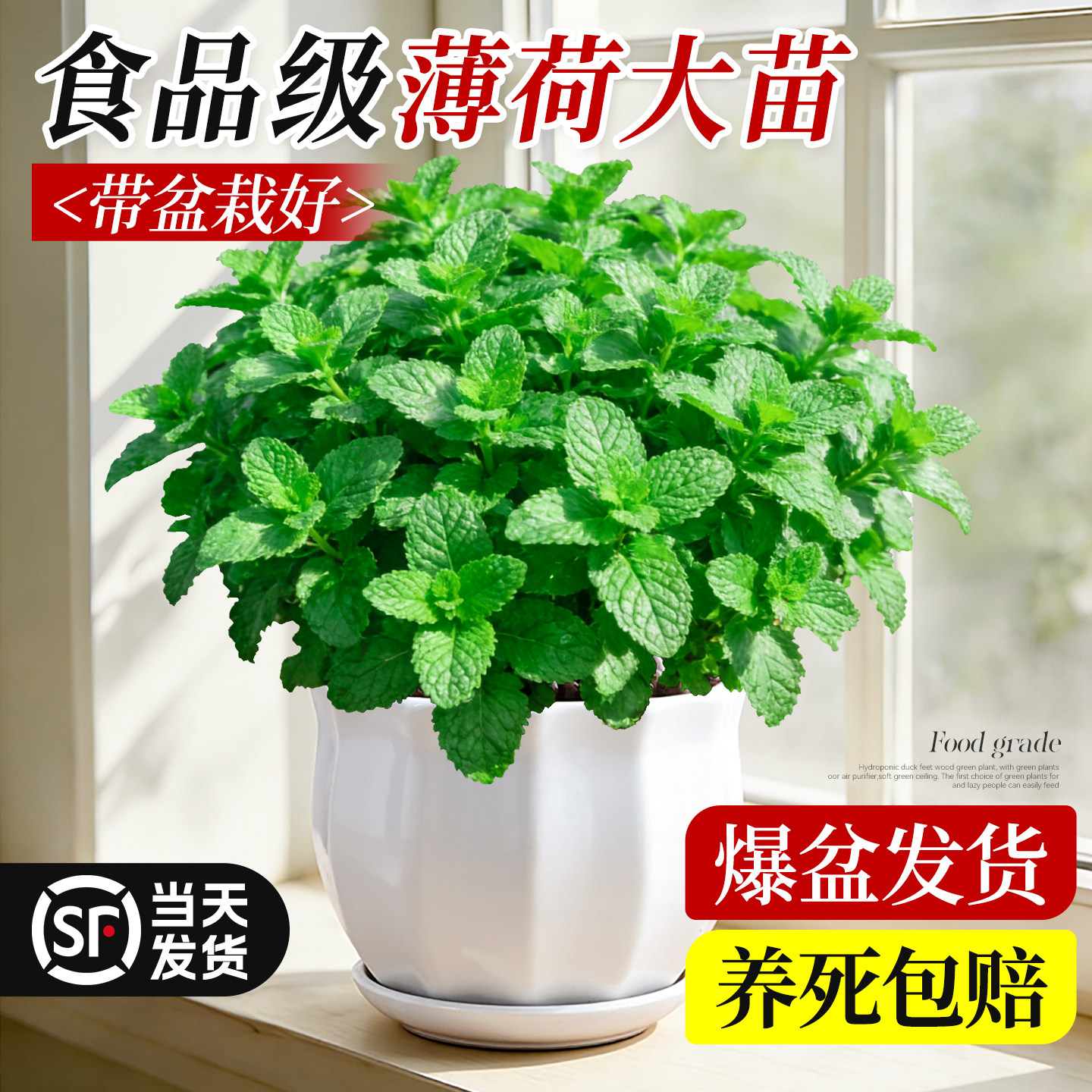 大盆薄荷盆栽可食用迷迭香大苗室内好养驱蚊绿植猫薄荷叶香草植物