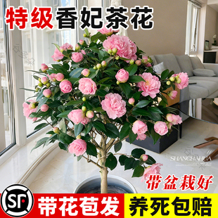 特级山茶花盆栽带花苞香妃茶花室内阳台花卉绿植开花浓香四季好养