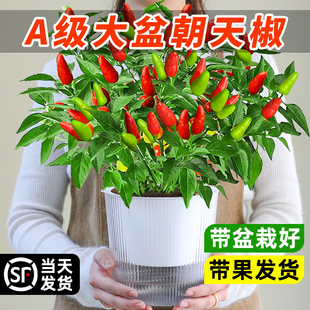 朝天椒盆栽绿植物带果辣椒可食用小米辣秧苗四季常青结果阳台种植