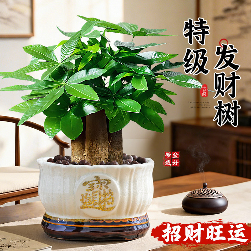特级发财树绿植室内客厅盆栽招财摇钱树四季好养净化空气旺宅花卉