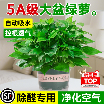 【高效除醛】特级大盆绿萝盆栽