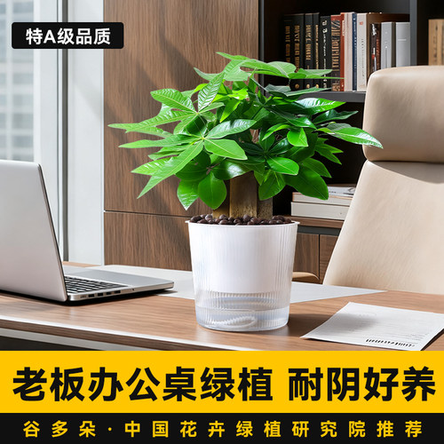 老板经理办公室绿植发财树好养