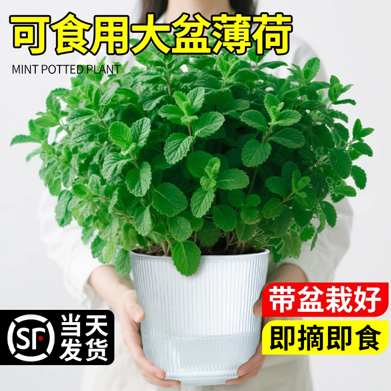 可食用大盆薄荷大苗室内绿植好养