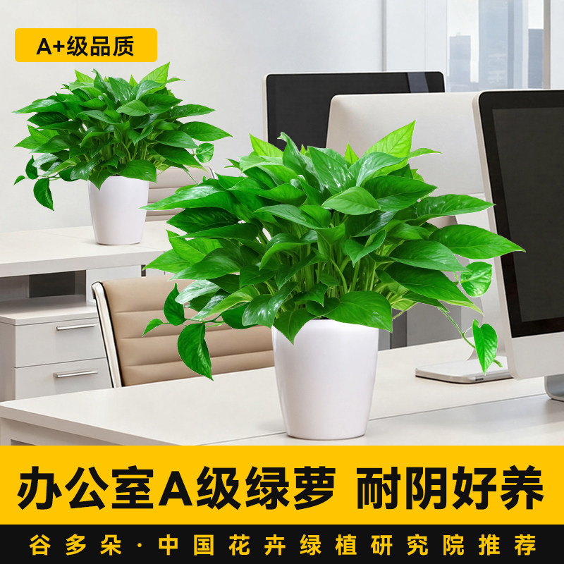 特级大盆绿萝盆栽办公室内植物花卉好养绿植新房除醛净化水培绿箩,鲜花速递/花卉仿真/绿植园艺,绿植,淘宝优惠券,粉丝福利购,淘宝优惠卷