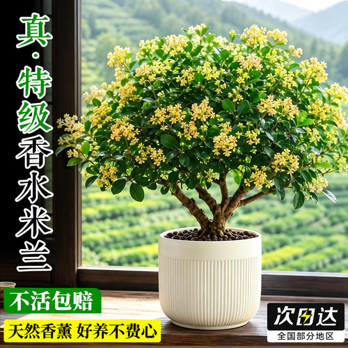 【特级浓香】老桩香水米兰好养活
